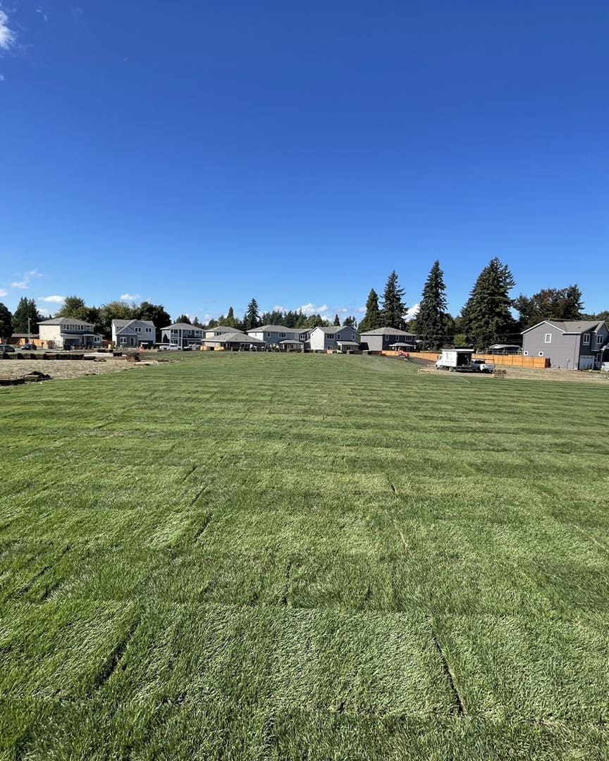 A large field with lots of green grass.