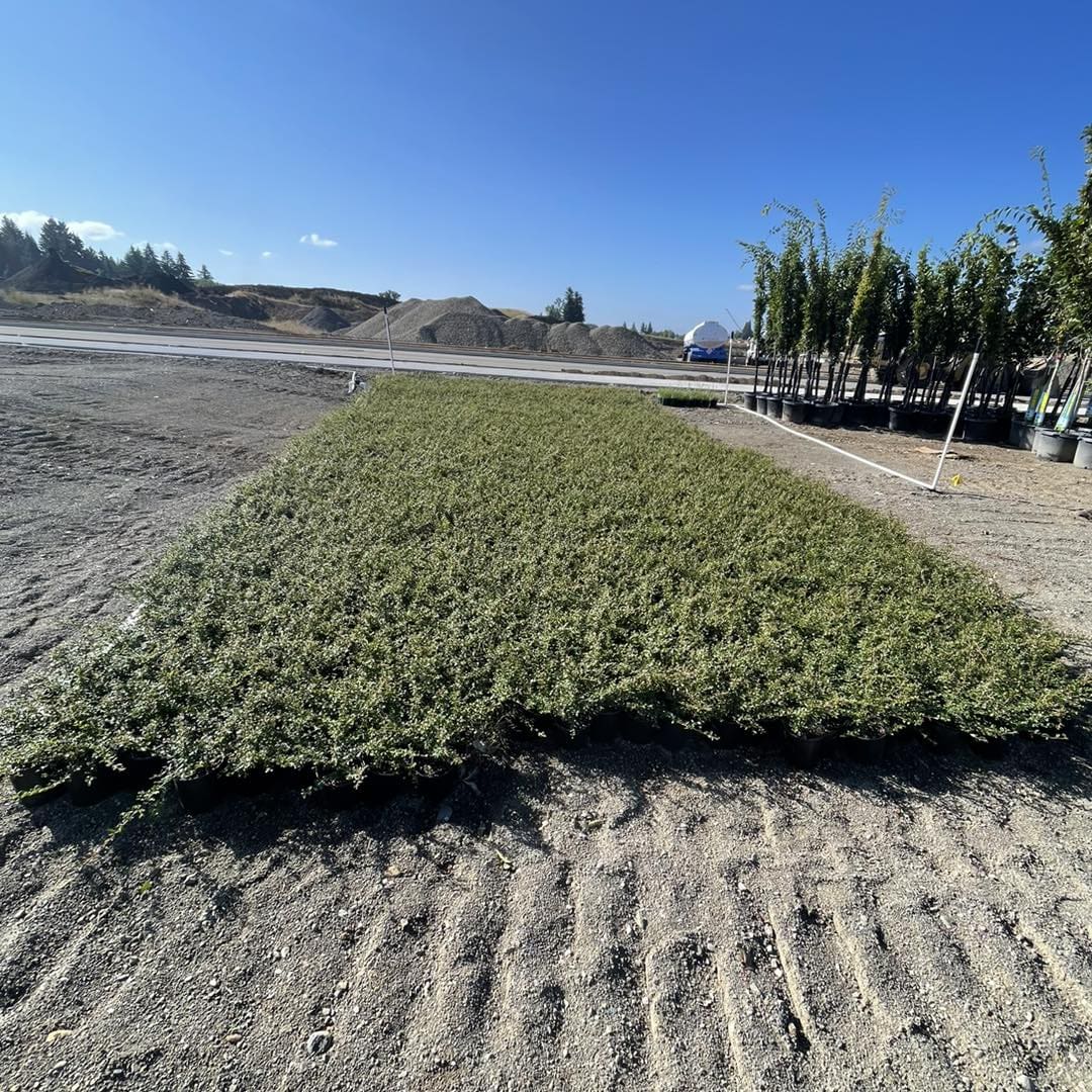 A field with many bushes in it