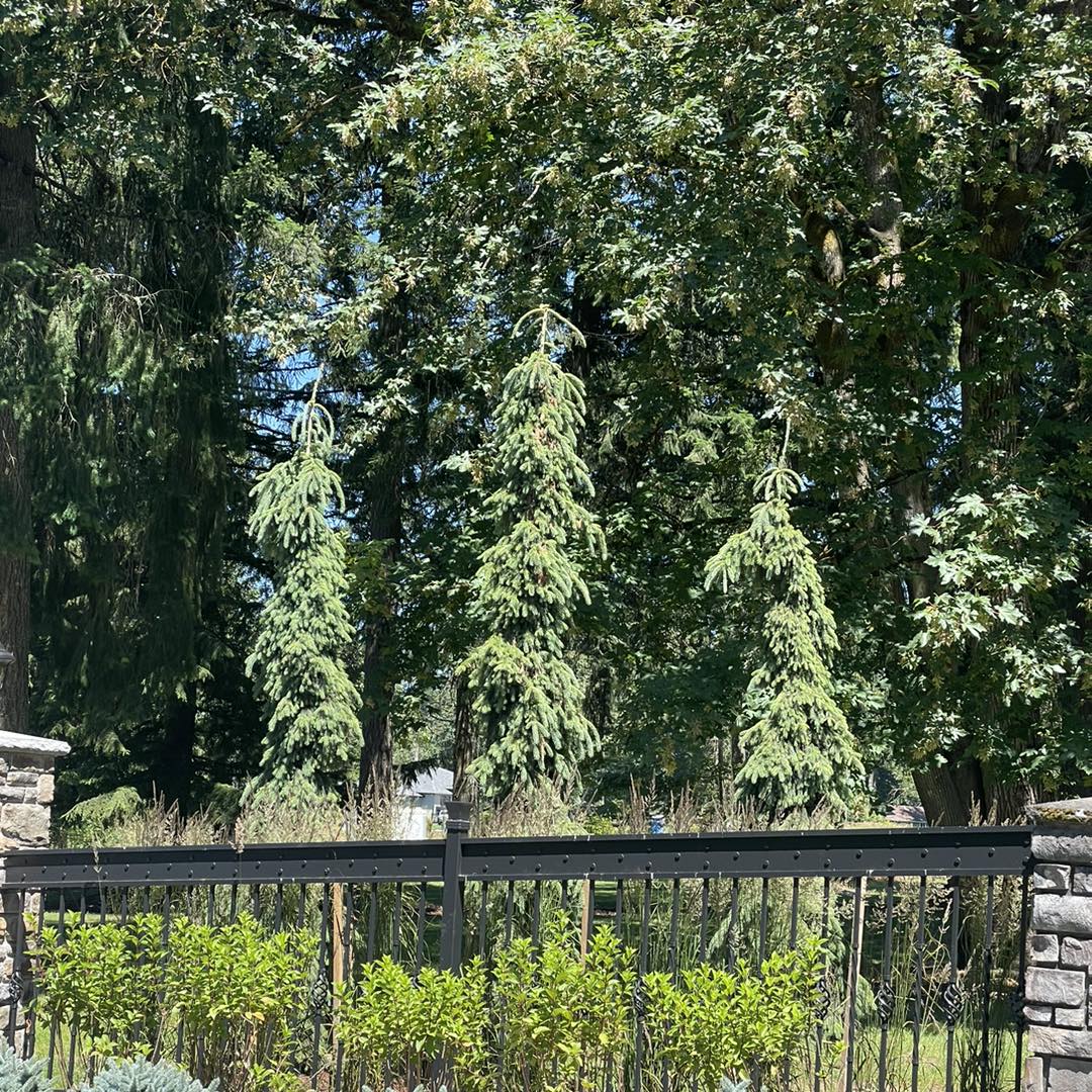 A fence with trees in the background