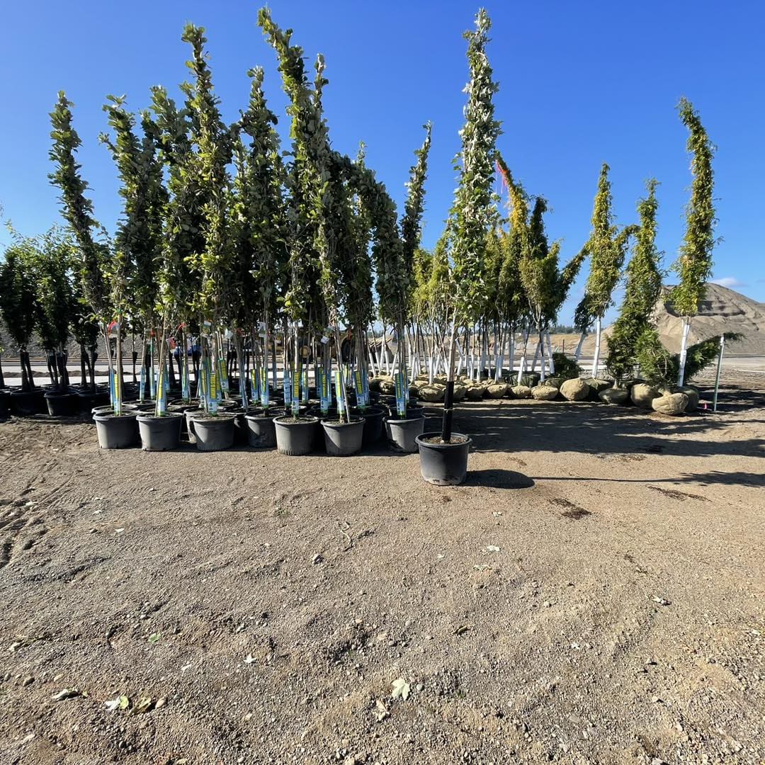 A group of trees that are in the dirt.