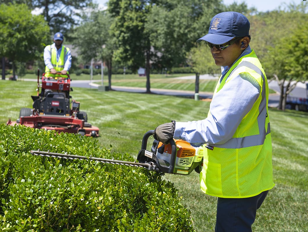 Landscapers trimming hedges and mowing lawn.