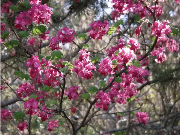 Pink flowering tree branches with green leaves.